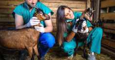 Médico veterinário: importância para a economia rural