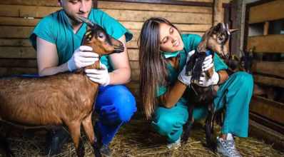 Médico veterinário: importância para a economia rural