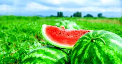 Plantio de melancia: como garantir uma boa produção