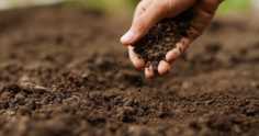 Conheça os principais tipos de solo para plantio