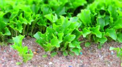 Baby Leaf de hortaliças atrai cada vez mais consumidores