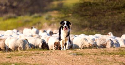 Cachorro pastoreio: quais as raças mais indicadas?