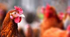 Raças de galinhas mais comuns no Brasil