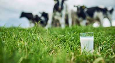 Bovinocultura de leite: o que você precisa saber
