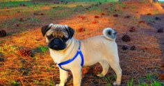 Raças de cachorro mais vendidas no Brasil