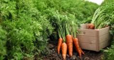 Como plantar cenoura: guia passo-a-passo