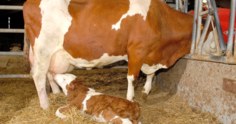 Colostro bovino: importância para os bezerros
