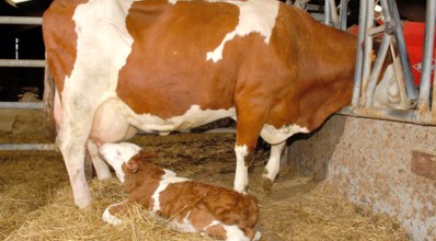 Colostro bovino: importância para os bezerros