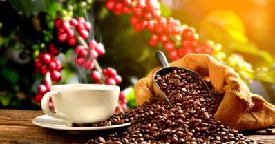 Café: tudo sobre a bebida e a produção de grãos