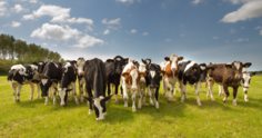 Criação de gado: o que saber antes de começar?