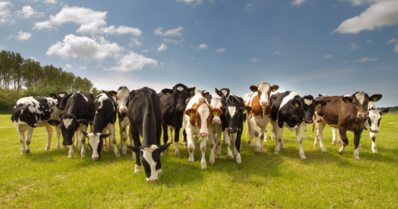 Criação de gado: o que saber antes de começar?