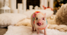 Mini porco: cuidados para criação em casa