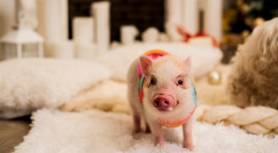 Mini porco: cuidados para criação em casa