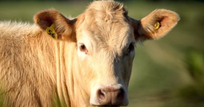 Identificação eletrônica de bovinos: vale a pena investir?
