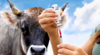 Vacinação do gado: conheça as práticas mais importantes