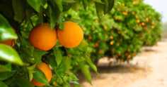 Greening: doença altamente destrutiva ameaça as lavouras de citros