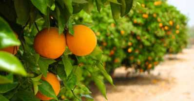 Greening: doença sem cura ameaça as lavouras de laranja