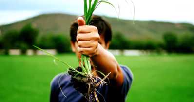 Plantas daninhas: confira as mais comuns na agricultura