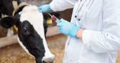 Doenças bovinas: sintomas, tratamentos e prevenção