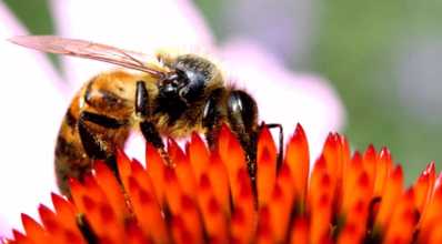 Alimentação energética para abelhas no inverno