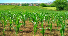 Manejo de plantas daninhas: desvendando os herbicidas inibidores da glutamina sintetase (GS)