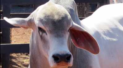 Tabapuã: raça de gado com “DNA” do Brasil