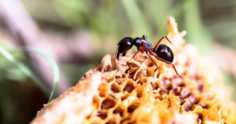 Abelhas x formigas: aprenda como proteger seu apiário