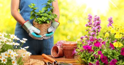 Plantas para jardim: descubra as melhores para sua casa