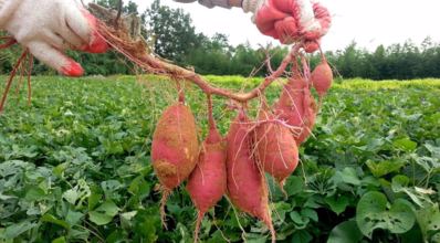 Batata-doce: saiba como plantar e quais seus benefícios