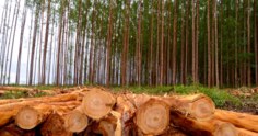 Tratamento da madeira de eucalipto: como é feito e para quê serve!