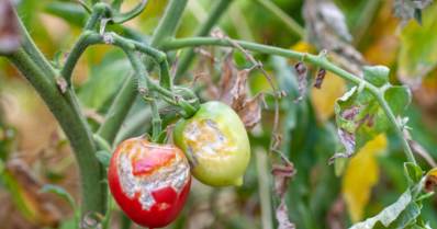 Doenças do tomateiro: descubra mais sobre elas