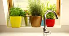 Temperos em vasos: veja como plantar e cultivar
