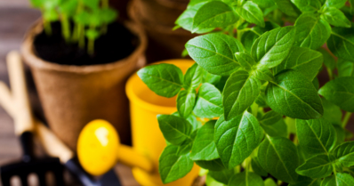 Como plantar manjericão: aprenda dicas de cultivo