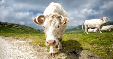 Chianina: conheça a raça de gado “gigante”
