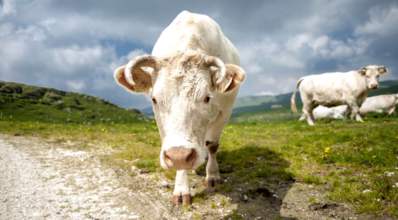 Chianina: conheça a raça de gado “gigante”