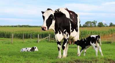 Vacas em lactação: como deve ser o manejo