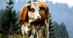 Simental: uma raça de gado com dupla aptidão