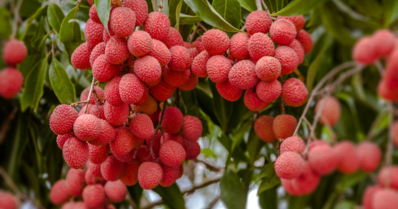Lichia: conheça mais sobre essa fruta e como cultivá-la