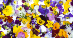 Flores comestíveis: 21 espécies para você experimentar