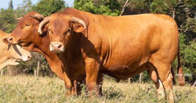 Caracu: conheça a raça bovina de dupla aptidão