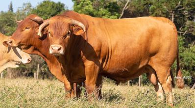 Caracu: conheça a raça bovina de dupla aptidão