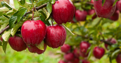 Como plantar maçã: confira as particularidades do cultivo
