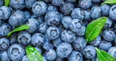 Mirtilo: conheça essa fruta, seus benefícios e como plantar