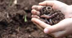 Conheça o papel das minhocas para o solo