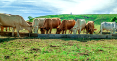 Confinamento a pasto reduz custo na engorda de bovinos