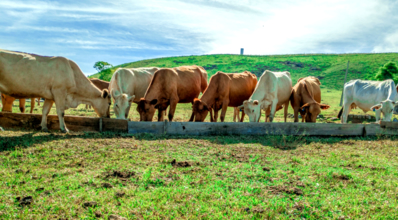 Confinamento a pasto reduz custo na engorda de bovinos
