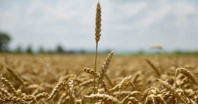 Giberela no trigo: como controlar essa doença?