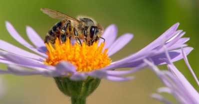 Tipos de abelhas: veja os principais e suas características