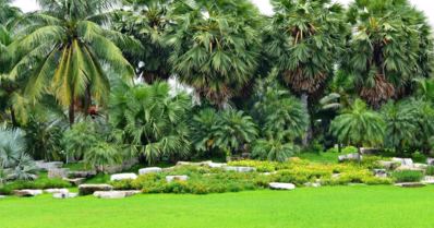 Conheça 6 tipos de palmeiras para áreas externas