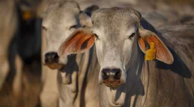 Brahman: conheça essa raça de gado de corte